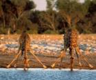 Iki zürafa, savan bir gölet de içme